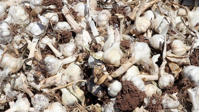 Galeri