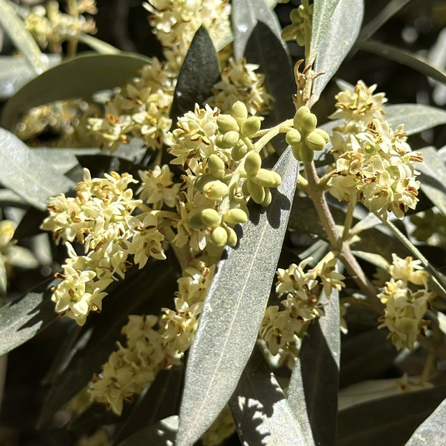 El Nino'ya karşı uzmanından zeytin üreticilerine kritik uyarılar
Türkiye ze...