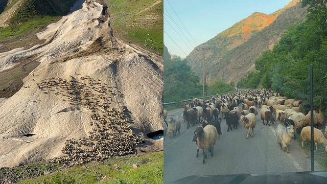 Hakkari'de yayla sezonu gecikmeli başladı