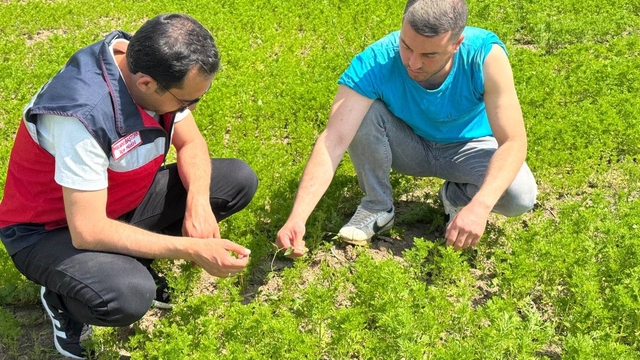 Çavdarhisar'da çörek otu üretim alanlarında kontrol