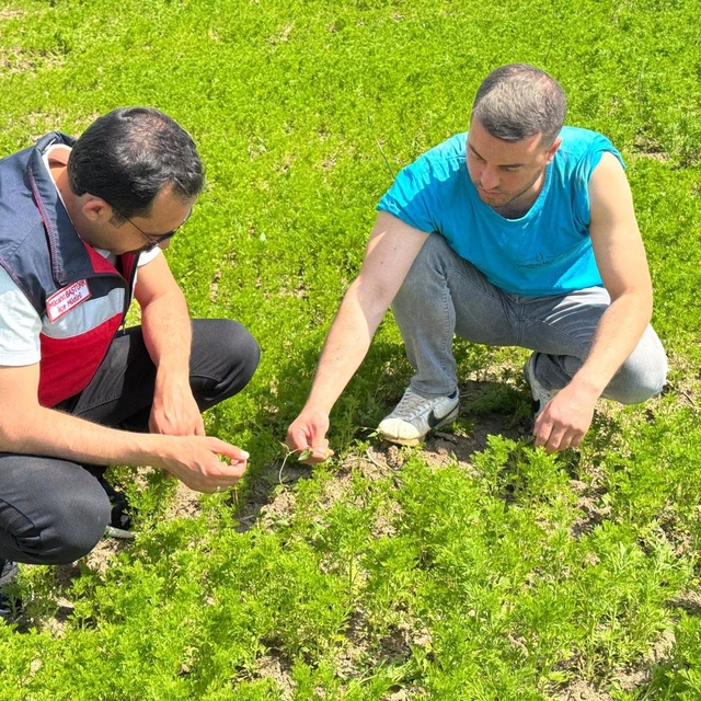 Çavdarhisar'da çörek otu üretim alanlarında kontrol