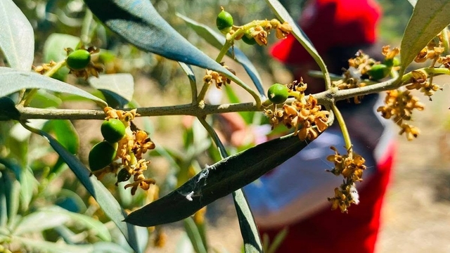 Salihli'de zeytin güvesi alarmı