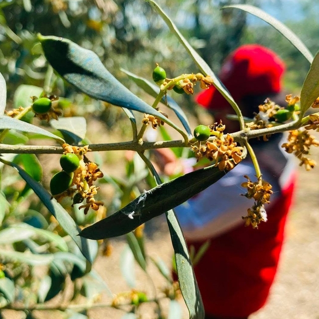 Salihli'de zeytin güvesi alarmı