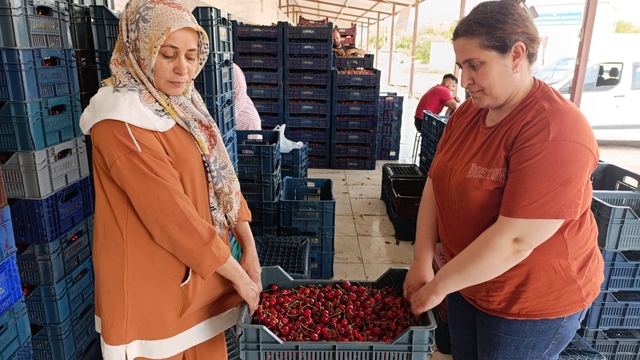 25 yıl önce dikilen kiraz fidanları Selendi'yi Avrupa'ya taşıdı