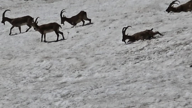 Tunceli'de dağ keçileri ve ayılar aynı bölgede görüntülendi