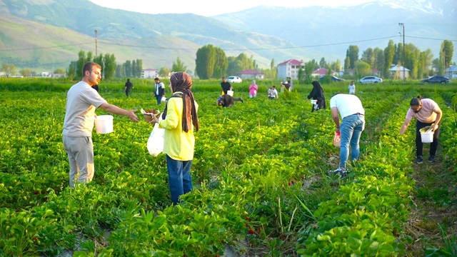 Yemek serbest, götürmek ücretli
Muş'ta çilek tarlası vatandaşlara açıldı