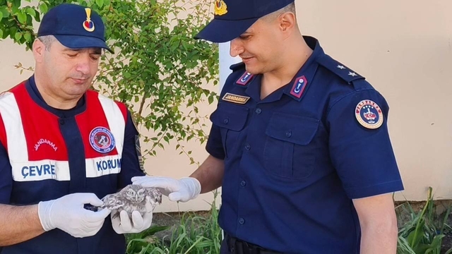 Yozgat'ta yavru baykuşa Jandarma ekipleri şefkat eli uzattı