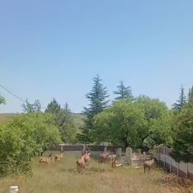 Koruma altındaki dağ keçileri Harput mezarlıklarında görüntülendi