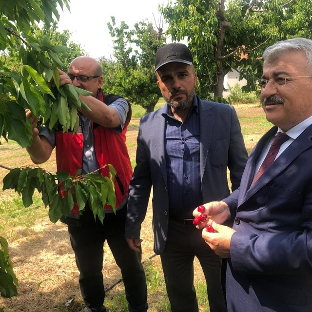 Akşehir Kirazı'nın geleceği sahada değerlendirildi