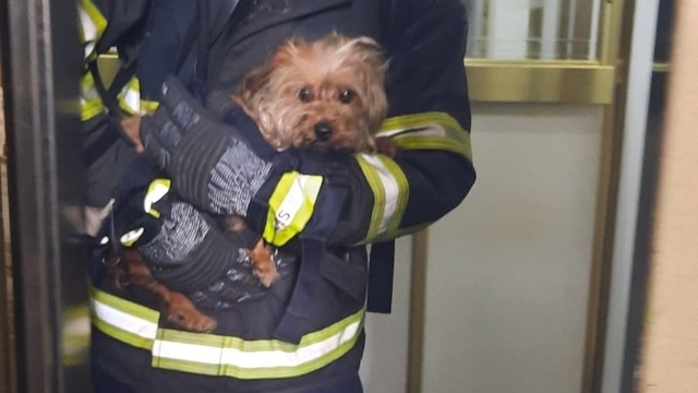 Apartman dairesindeki yangında mahsur kalan köpek kurtarıldı