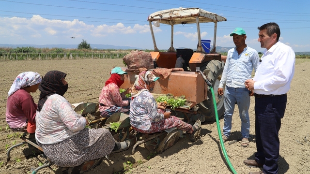 Saruhanlı'da tütün mesaisi başladı
