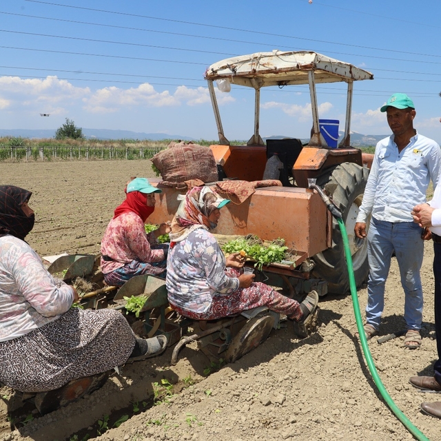 Saruhanlı'da tütün mesaisi başladı