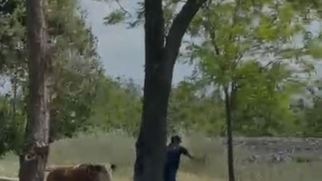 Elazığ'da sahibinden kaçan dana paniğe neden oldu