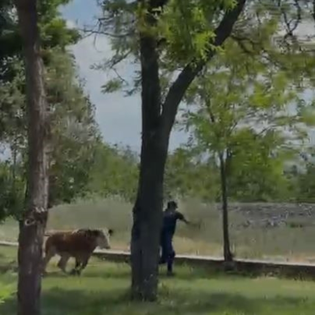 Elazığ'da sahibinden kaçan dana paniğe neden oldu