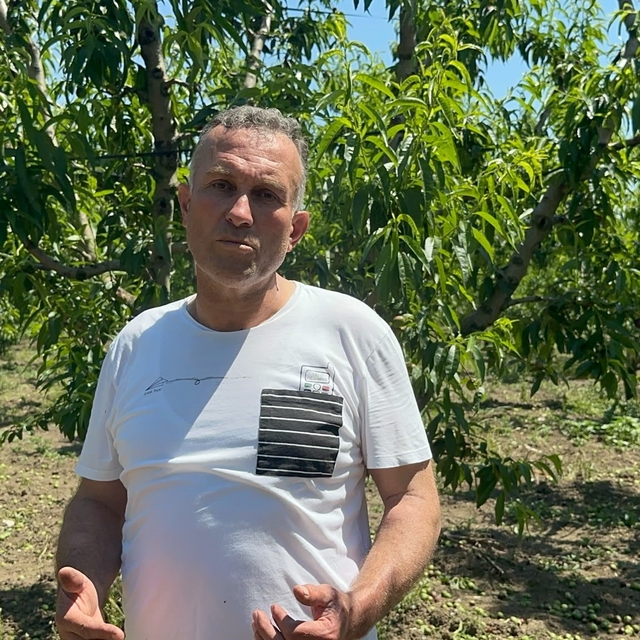 Bursa Ovası'nda dallarda üzüm salkımı gibi nektarin olunca "tekleme" uzun s...