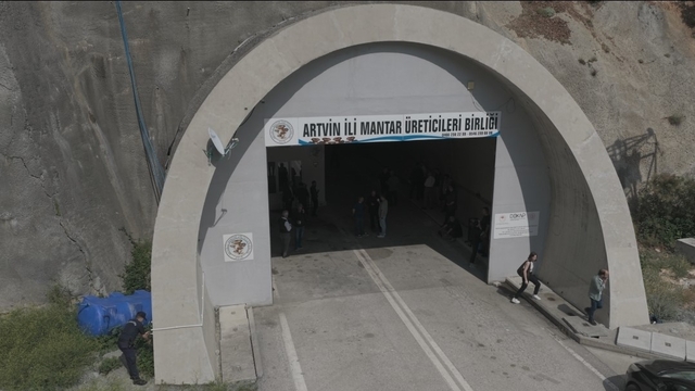 Tünelde üretilen istiridye mantarının ilk hasadı gerçekleştirildi