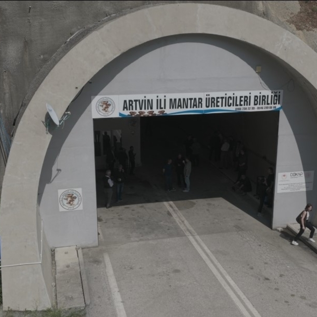 Tünelde üretilen istiridye mantarının ilk hasadı gerçekleştirildi