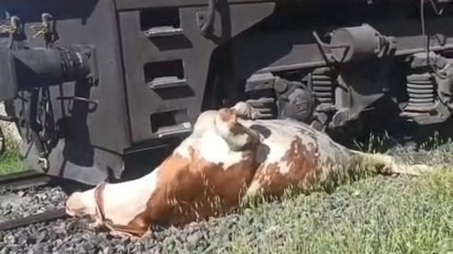 Tren çarpması sonucu raylara sıkışan ineğin telef olmaması için saniyelerle yarıştılar