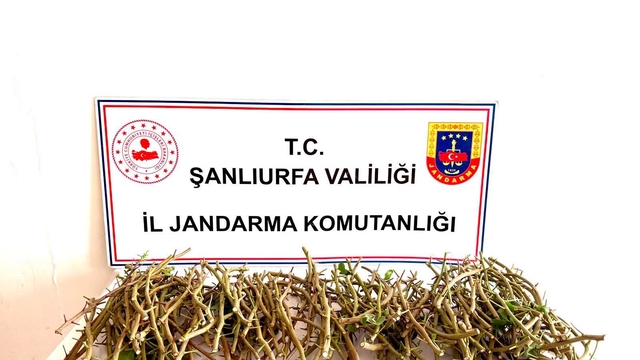 Hırsızlar bu defa fıstık dalı çaldı
Bahçeden aşı kalemi olarak adlandırılan fıstık dalı çalan 3 kişi suçüstü yakalandı