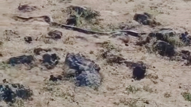 Diyarbakır'da yaklaşık 3 metre uzunluğunda yılan görüntülendi