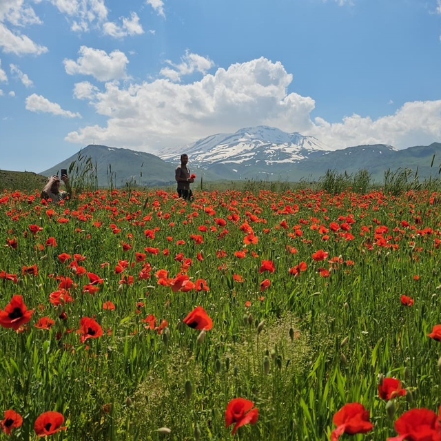 Bitlis'in Adilcevaz ilçesinde gelincik ve karın büyüleyici buluşması
