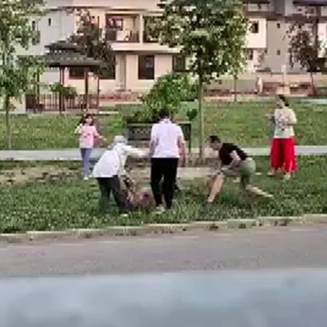 Parkta dolaştırılan köpeğe saldıran başıboş köpek, doktor tarafından etkisi...