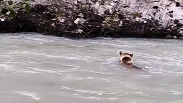 Munzur Nehri'ni geçmeye çalışan ayının mücadelesi kamerada