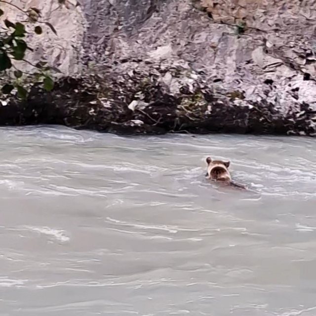 Munzur Nehri'ni geçmeye çalışan ayının mücadelesi kamerada