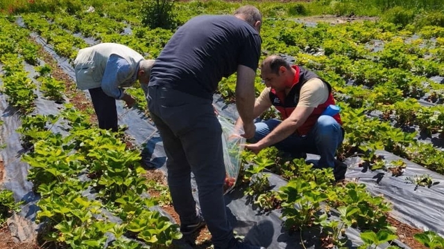 Beyşehir'de çilek hasadı öncesi pestisit denetimleri