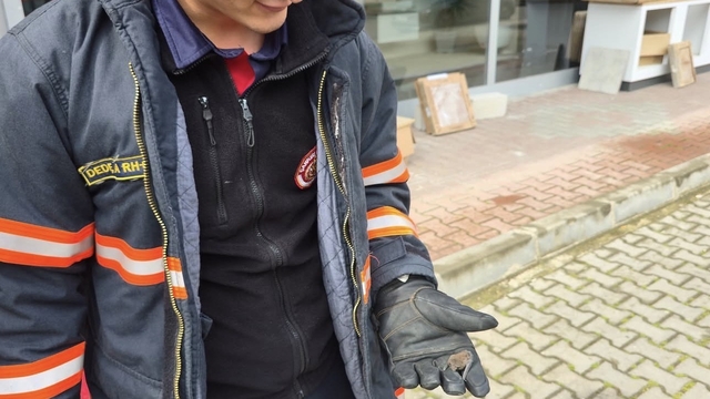 Yaralı yarasa koruma altına alındı