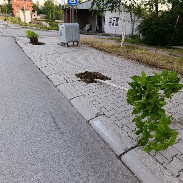 Patnos'ta yeni dikilen 15 ağaca zarar verildi