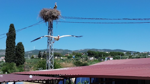 Uzun aradan sonra Kuşadası'na yuvalanan leylek çiftinin yuvası havadan görüntülendi