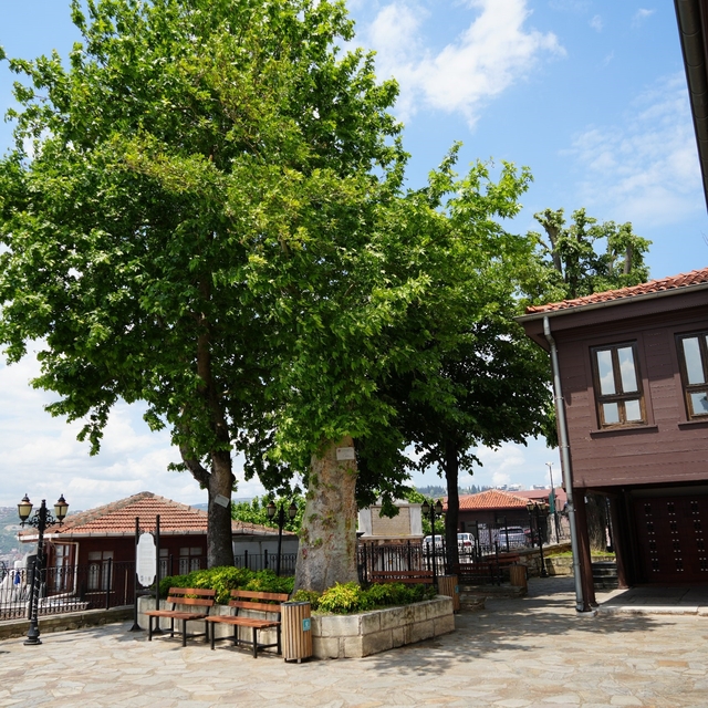Sembol caminin 6 asırlık çınarı yıldırımlara rağmen ayakta