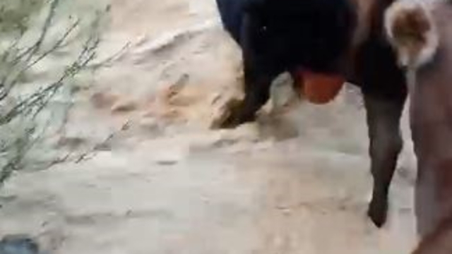 Yusufeli'nde taşan dereden geçen büyükbaş hayvanlar kamerada