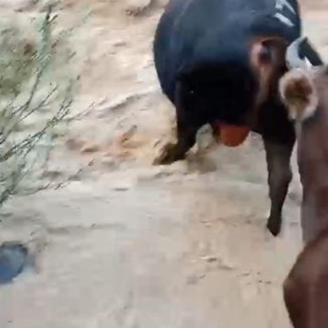 Yusufeli'nde taşan dereden geçen büyükbaş hayvanlar kamerada