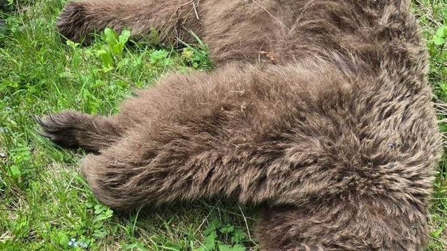 Saldırısına nacakla direnmişti; yaraladığı ayı ölü bulundu