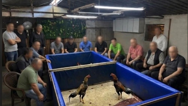 İzmir'de horoz dövüşü operasyonu: Çiftlik mühürlendi, 130 bin lira ceza kesildi
İzmir'de Horoz dövüştürülen çiftlik mühürlendi, hayvanlar korumaya alındı