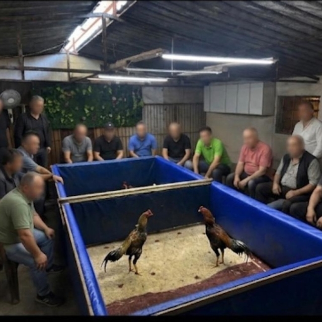 İzmir'de horoz dövüşü operasyonu: Çiftlik mühürlendi, 130 bin lira ceza kes...