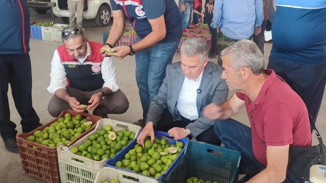Buharkent'te ilekler, tezgahta incelendi