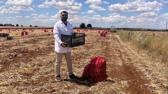 Şanlıurfa'da sarımsak hasadı devam ediyor
Yaklaşık 500 dekarlık alanda hummalı hasat