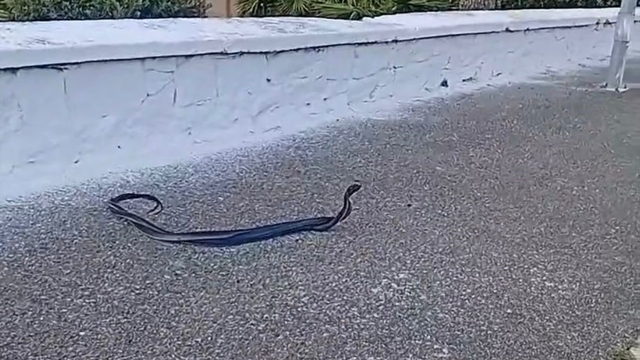 Bozdoğan'da yılanların çiftleşme dansı kamerada
