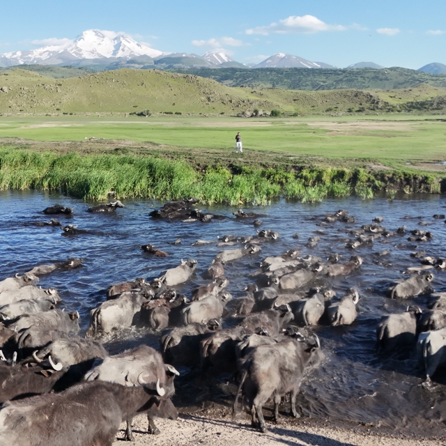 Erciyes'in eteklerinde manda safari
Mandaların sağım yolculuğu belgeselleri...
