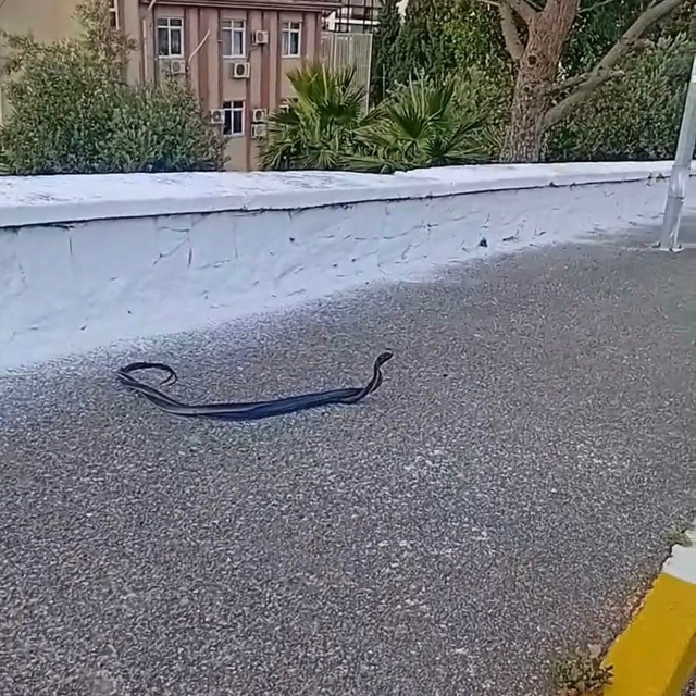Bozdoğan'da yılanların çiftleşme dansı kamerada