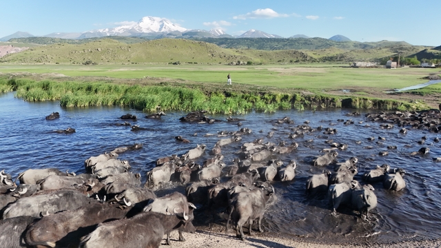 Erciyes'in eteklerinde manda safari
Mandaların sağım yolculuğu belgeselleri aratmıyor