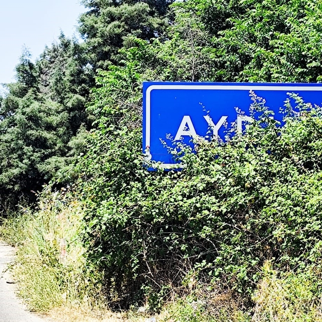 Karayolu üzerindeki Aydın tabelası çalılar arasında kaldı