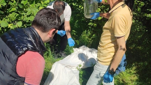Kahverengi kokarcaya karşı samuray arısı seferberliği