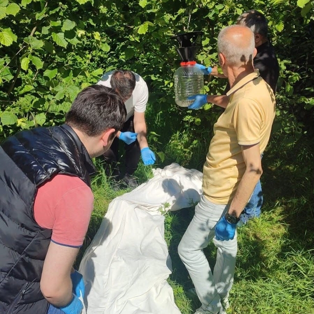 Kahverengi kokarcaya karşı samuray arısı seferberliği