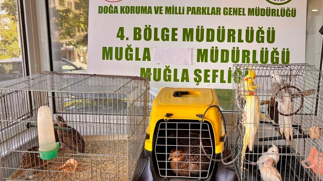 Muğla'da CİMER'e yapılan şikayet, kaçak hayvan ticaretini ele verdi