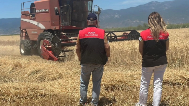 Edremit'te buğday hasadı başladı