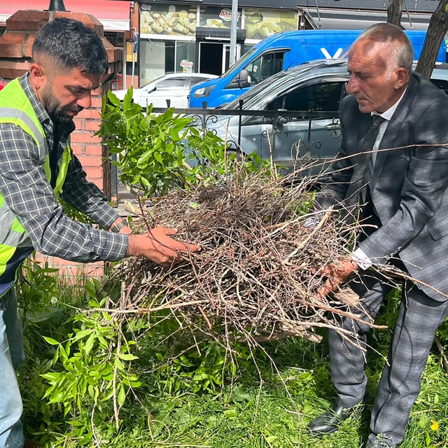Kırılan daldaki karga yuvası özenle başka dala nakledildi